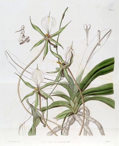 Plectrelminthus caudatus by Miss Drake